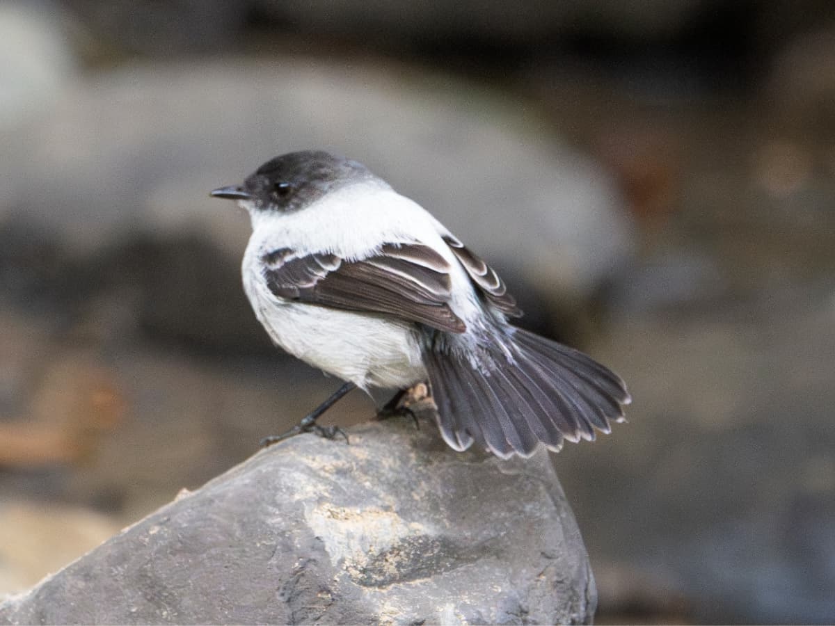 Torrent Tyrannulet (Serpophaga cinerea) in the Mindo cloud forest