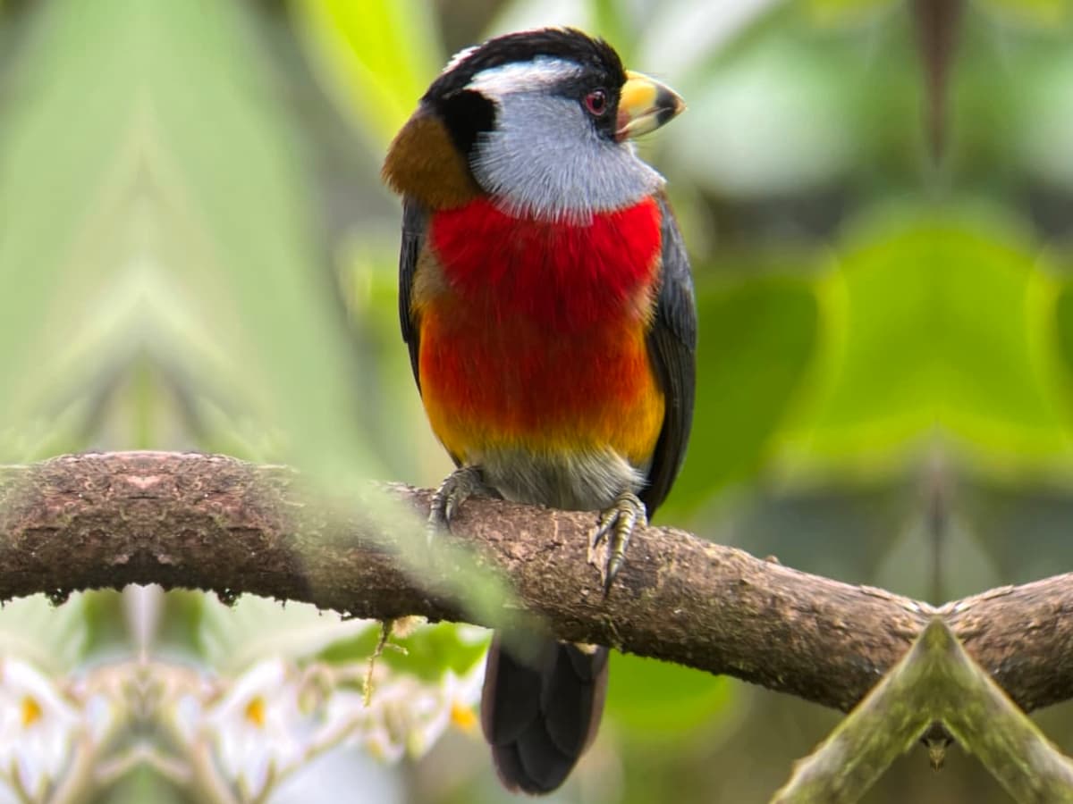 Toucan Barbet (Semnornis ramphastinus) in the Mindo cloud forest