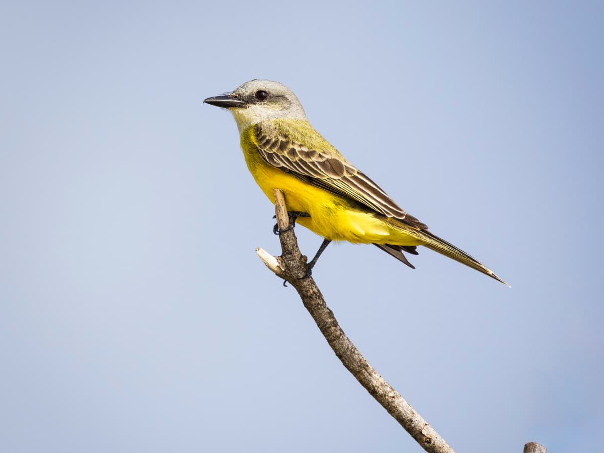 Tropical Kingbird (Tyrannus melancholicus) in the Mindo cloud forest