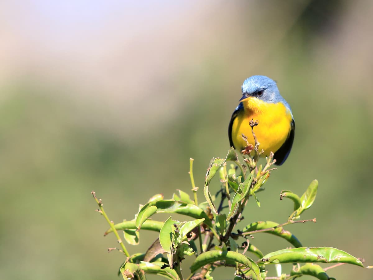 Tropical Parula (Setophaga pitiayumi) in the Mindo cloud forest