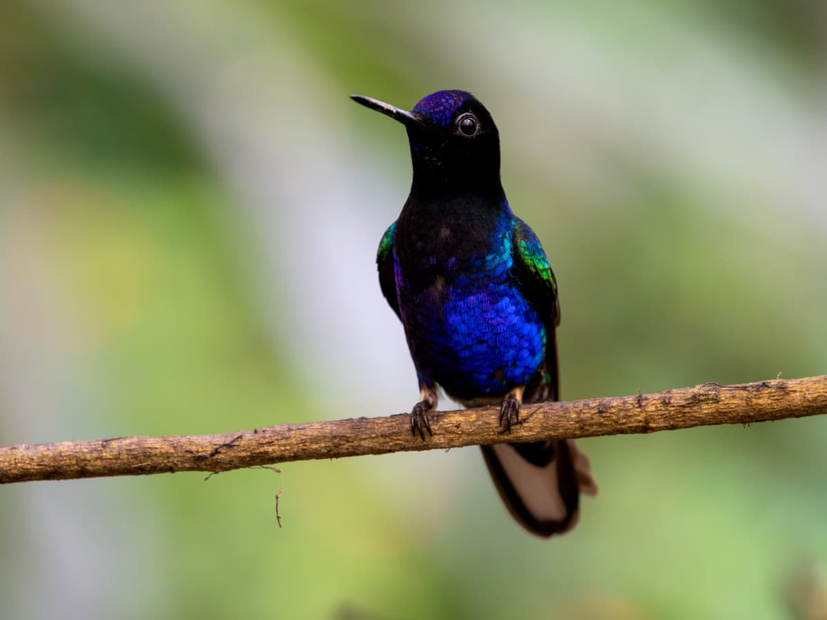 Velvet-purple Coronet (Boissonneaua jardini) in the Mindo cloud forest