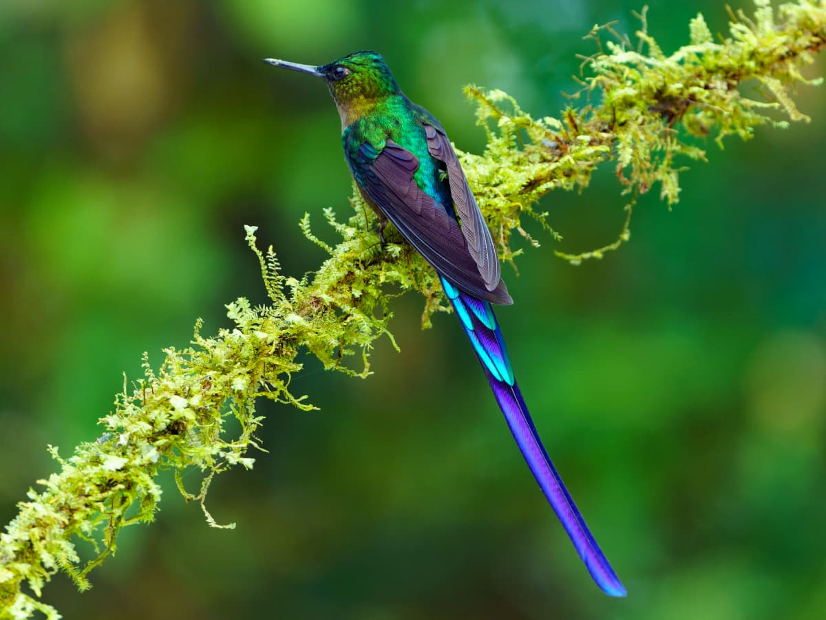 Violet-tailed Sylph (Aglaiocercus coelestis) in the Mindo cloud forest