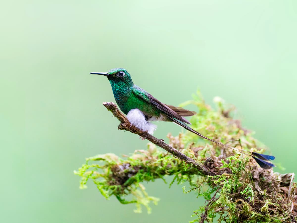White-booted Racket-tail (Ocreatus underwoodii) in the Mindo cloud forest