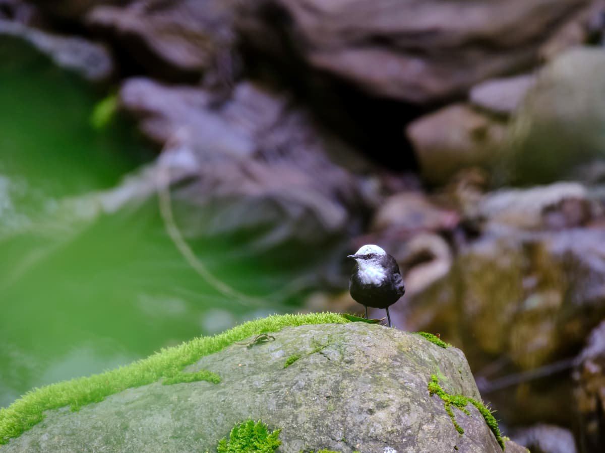 White-capped Dipper (Cinclus leucocephalus) in the Mindo cloud forest