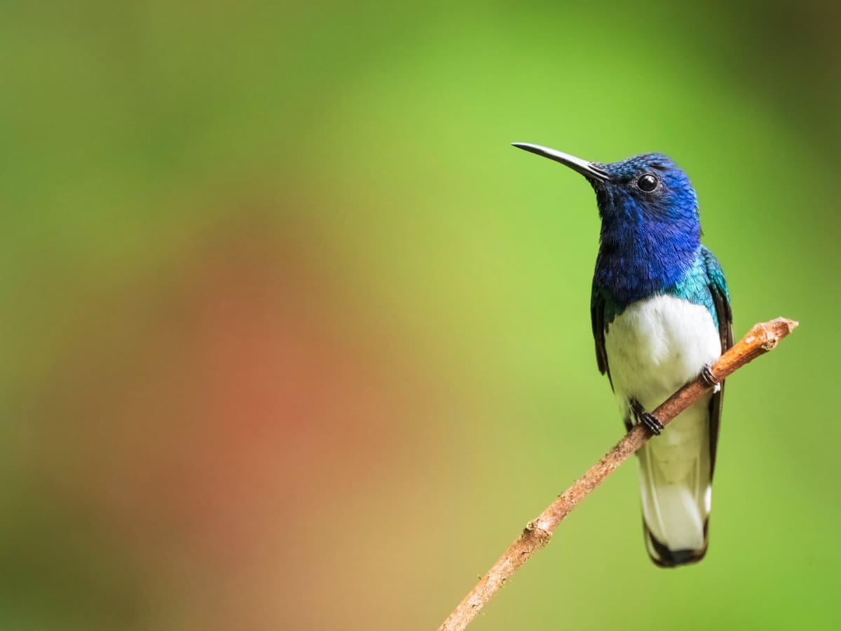 White-necked Jacobin (Florisuga mellivora) in the Mindo cloud forest