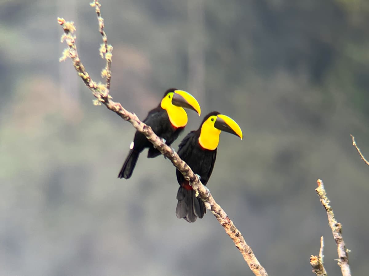 Yellow-throated Toucan in Mindo