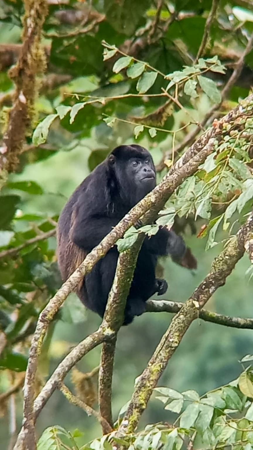 Mantled Howler Monkey in Mindo Ecuador wildlife area