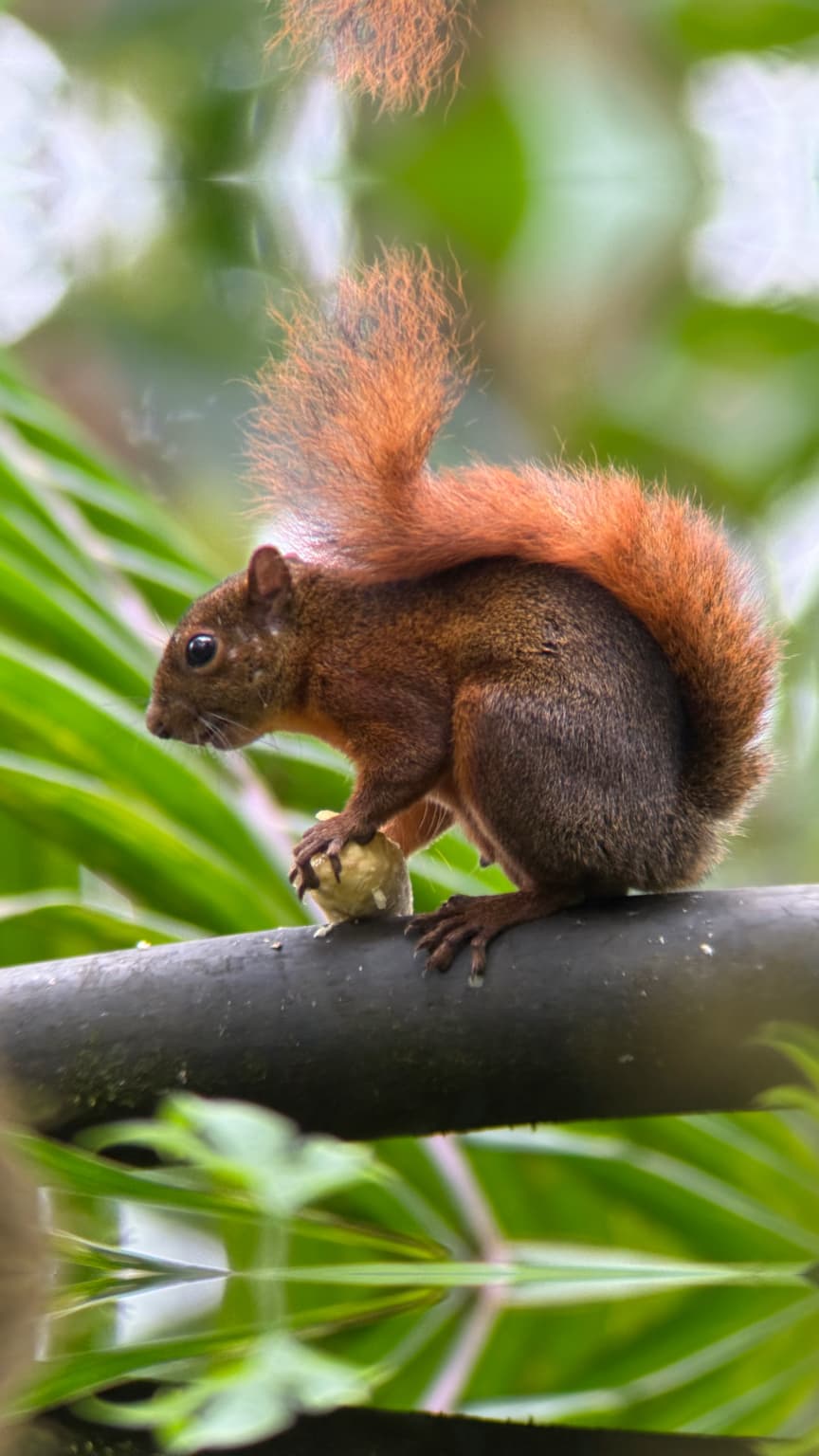 Red-tailed Squirrel in the Mindo cloud forest