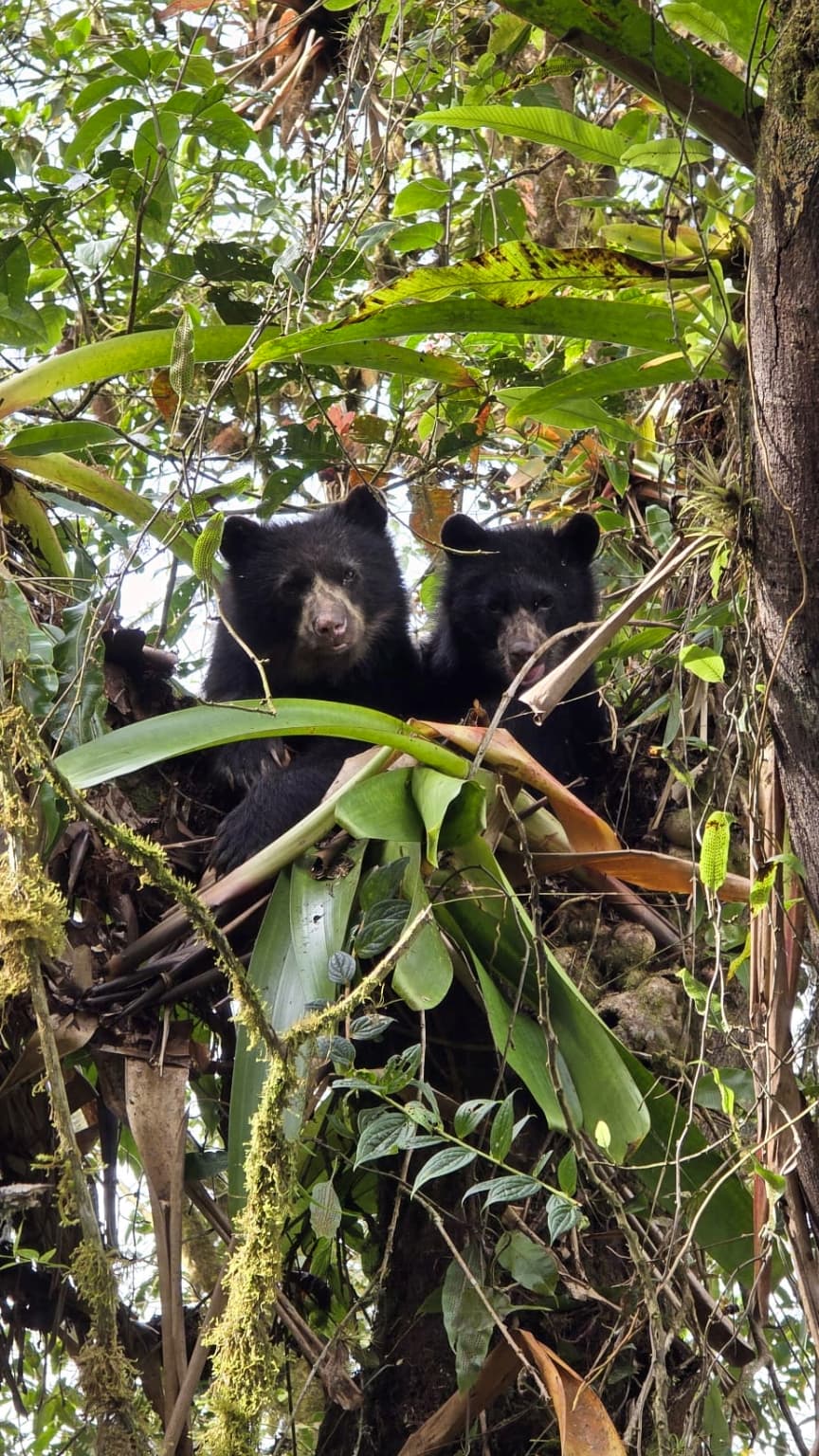 Spectacled Bear wildlife of Mindo Ecuador cloud forest