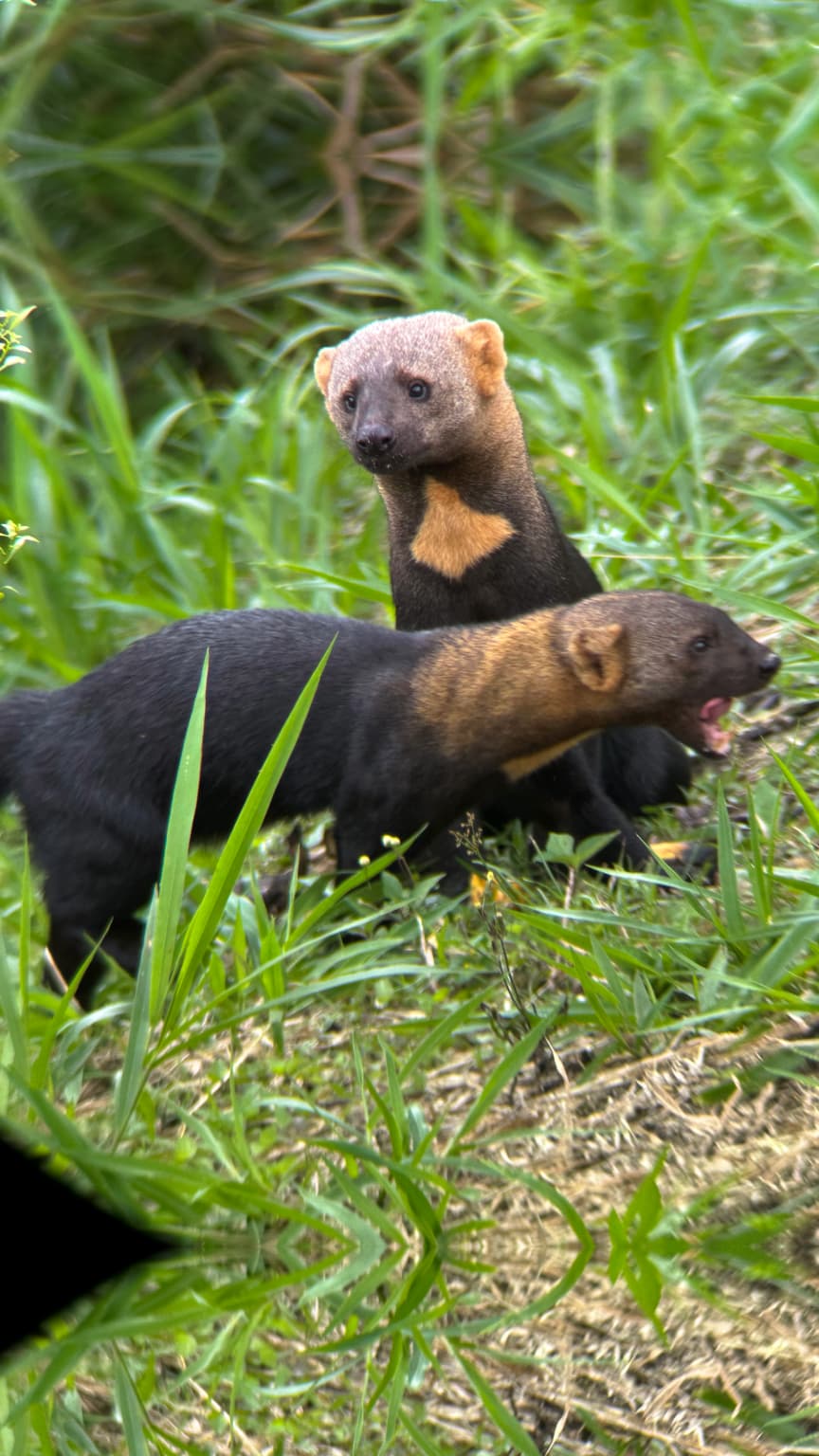 Tayras in the Mindo cloud forest wildlife habitat