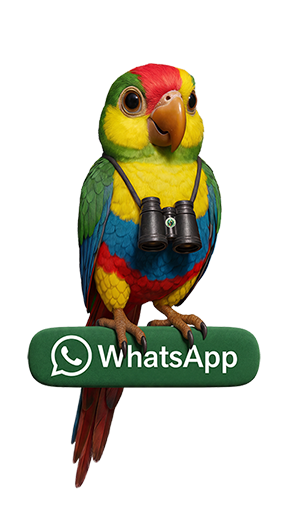 Chat on WhatsApp