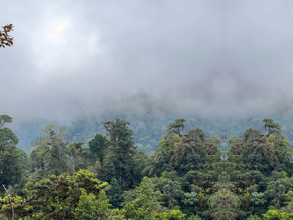 Imagen de bosque nublado como placeholder para comparación de avistamiento Mindo vs Tandayapa