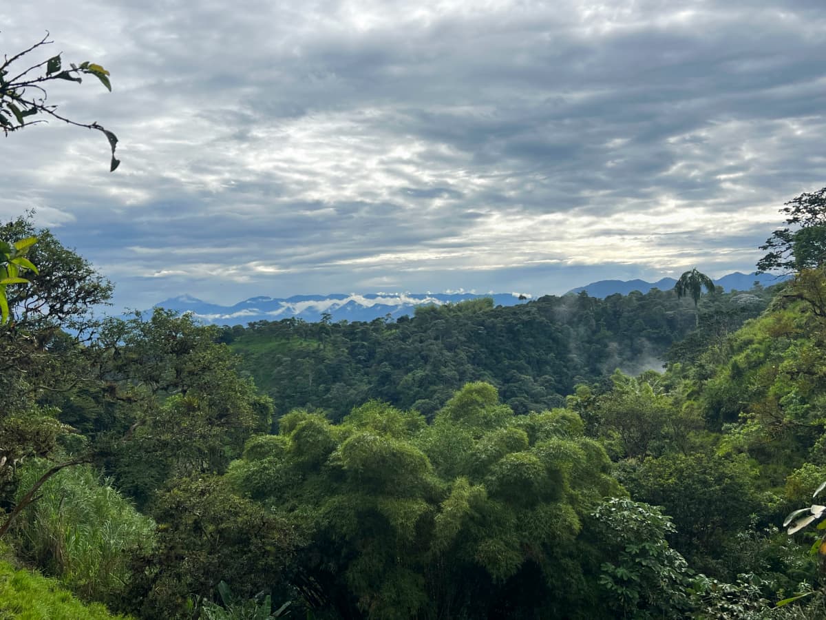 Imagen de bosque nublado como placeholder para guía de aves endémicas del Chocó Andino cerca de Mindo
