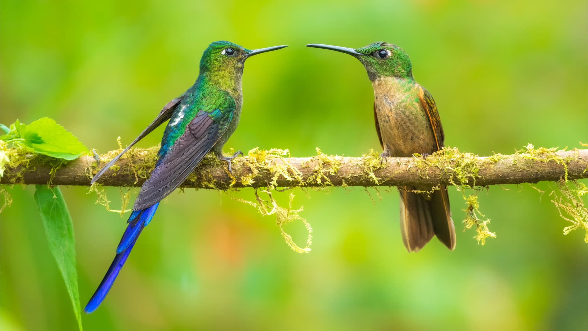 FAQs header image placeholder