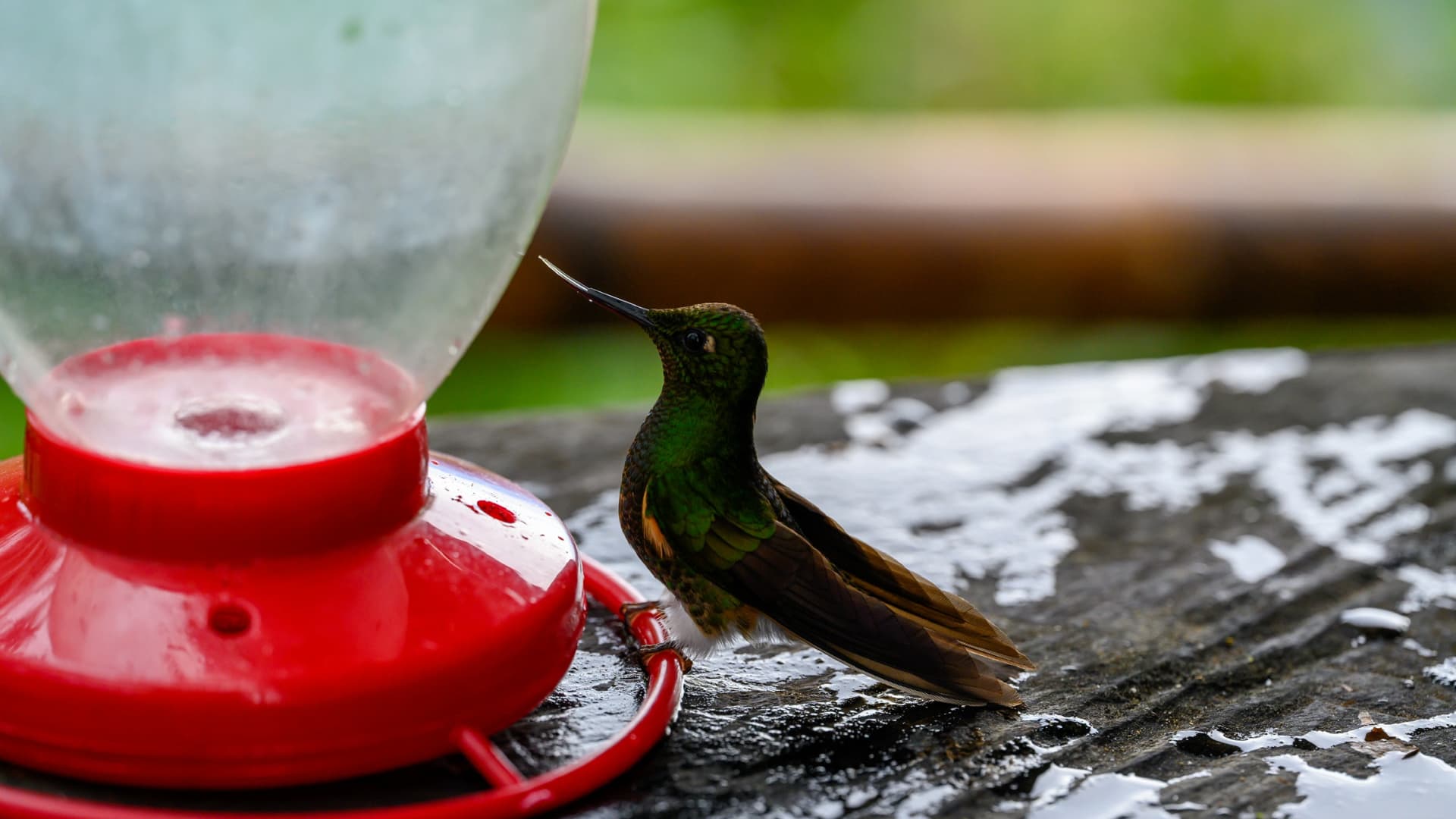Mindo cloud forest birding scene