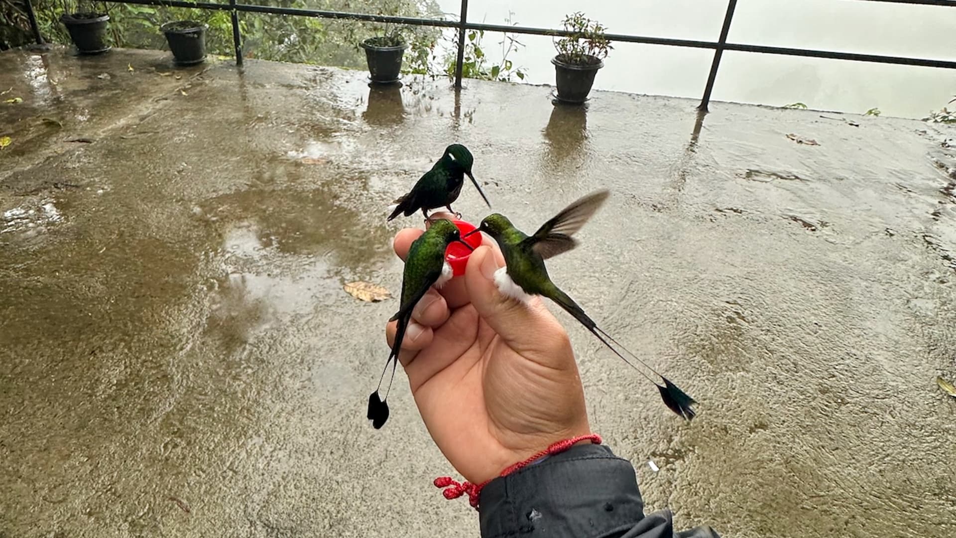Early morning birding in Mindo cloud forest with guide and trail scenery