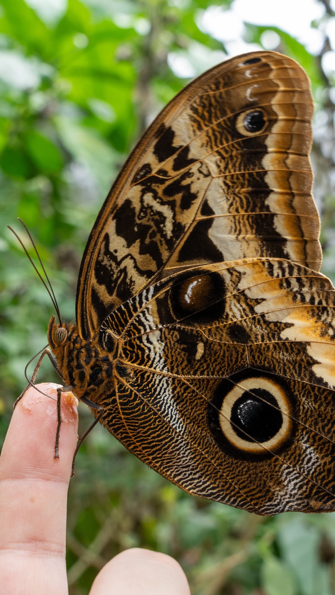 Butterfly tour in Mindo, Ecuador
