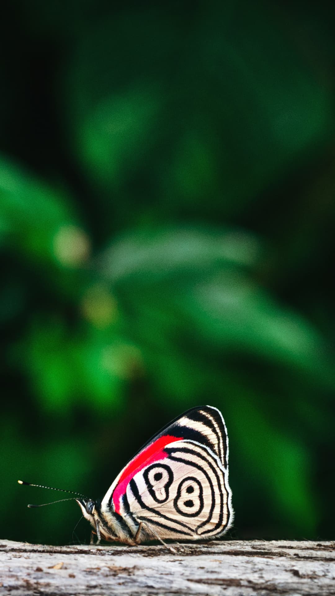 Colorful butterflies in a garden in Mindo Ecuador