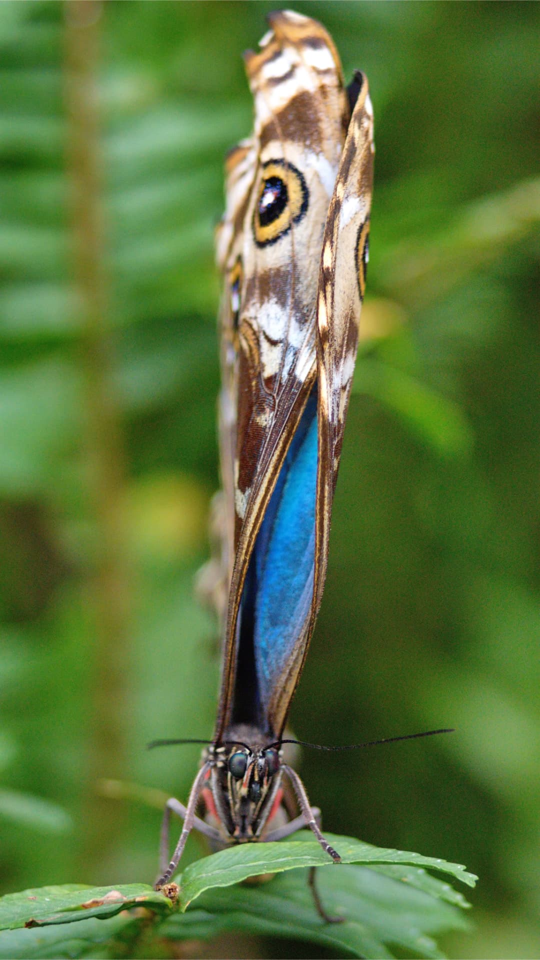 Butterfly cocoon display in Mindo Ecuador