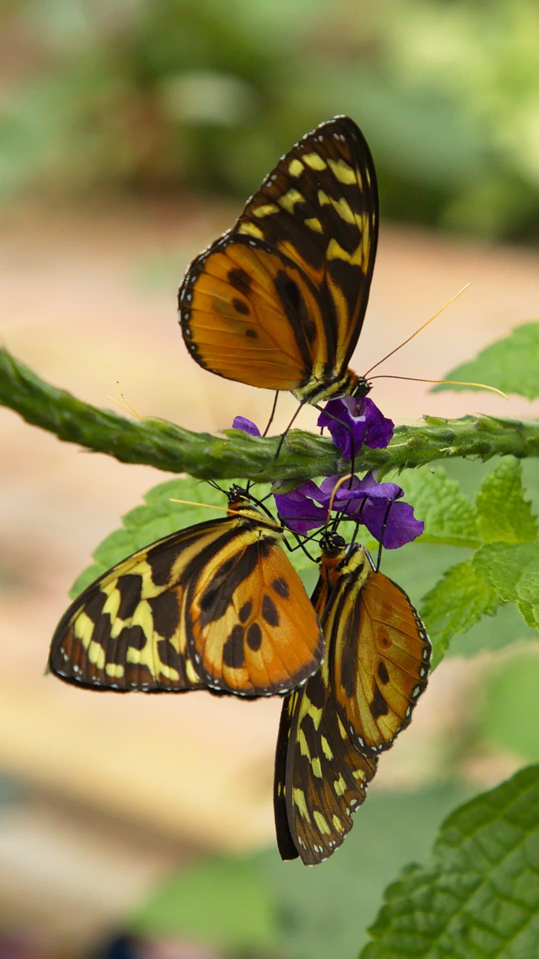 Newly emerged butterfly in Mindo Ecuador