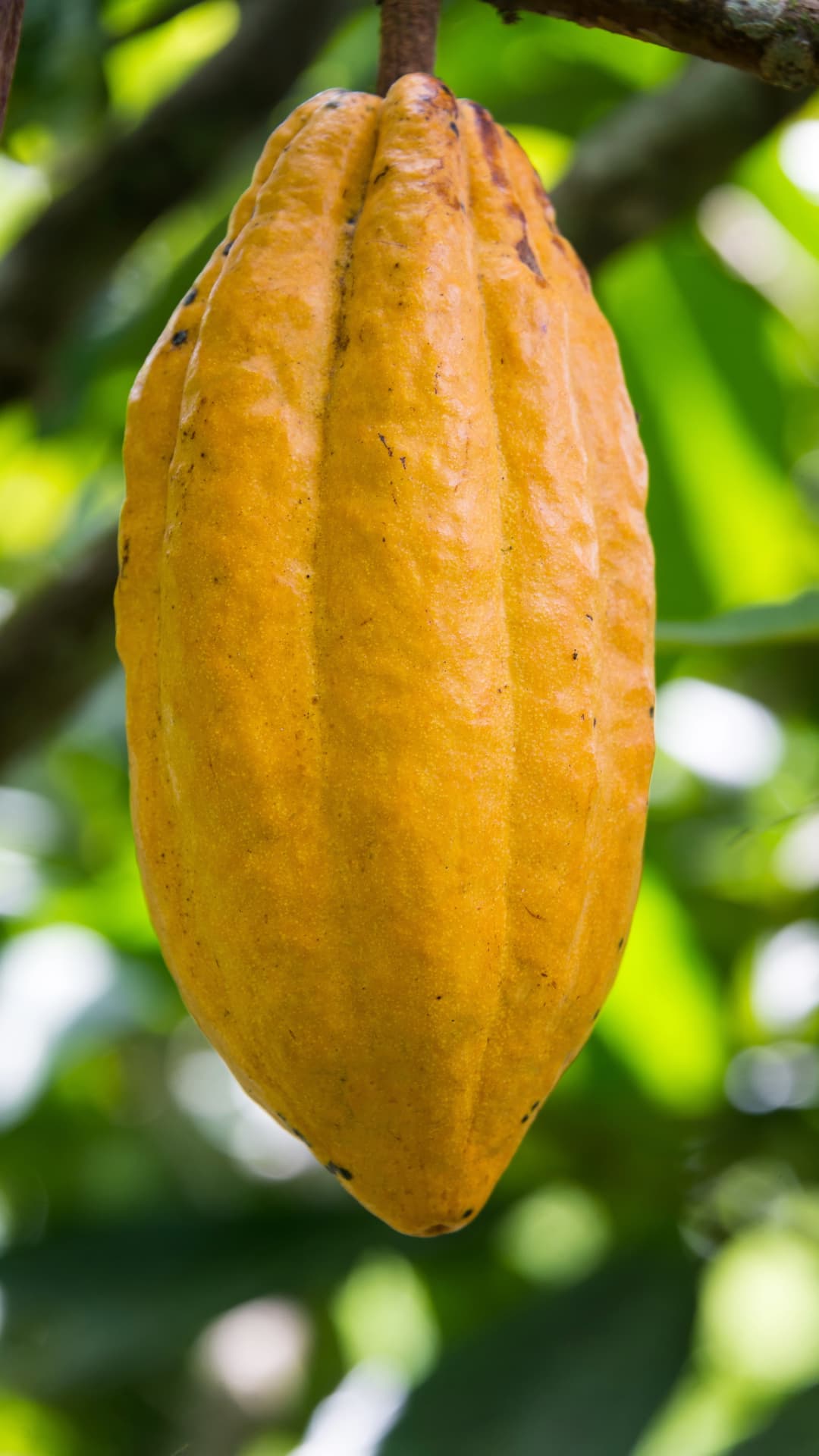 Chocolate tour in Mindo, Ecuador