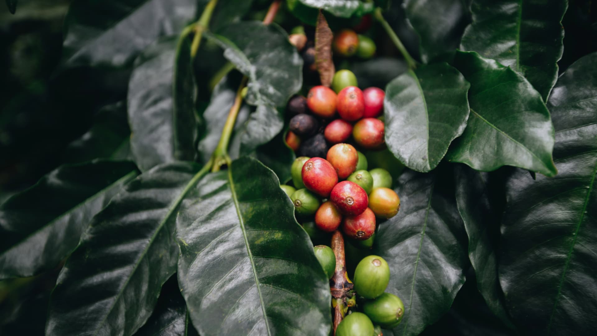 Coffee tour in Mindo, Ecuador