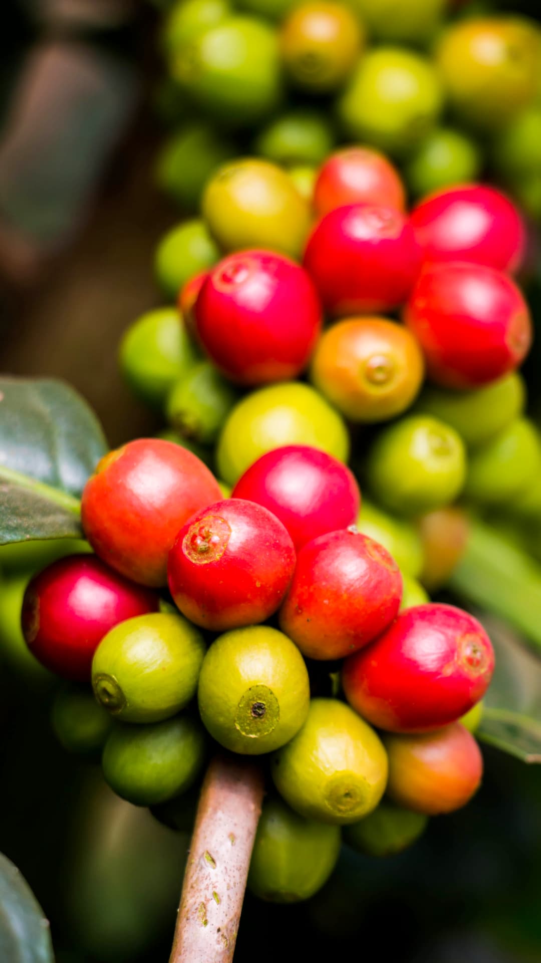 Roasting or grinding coffee during a coffee tour in Mindo, Ecuador