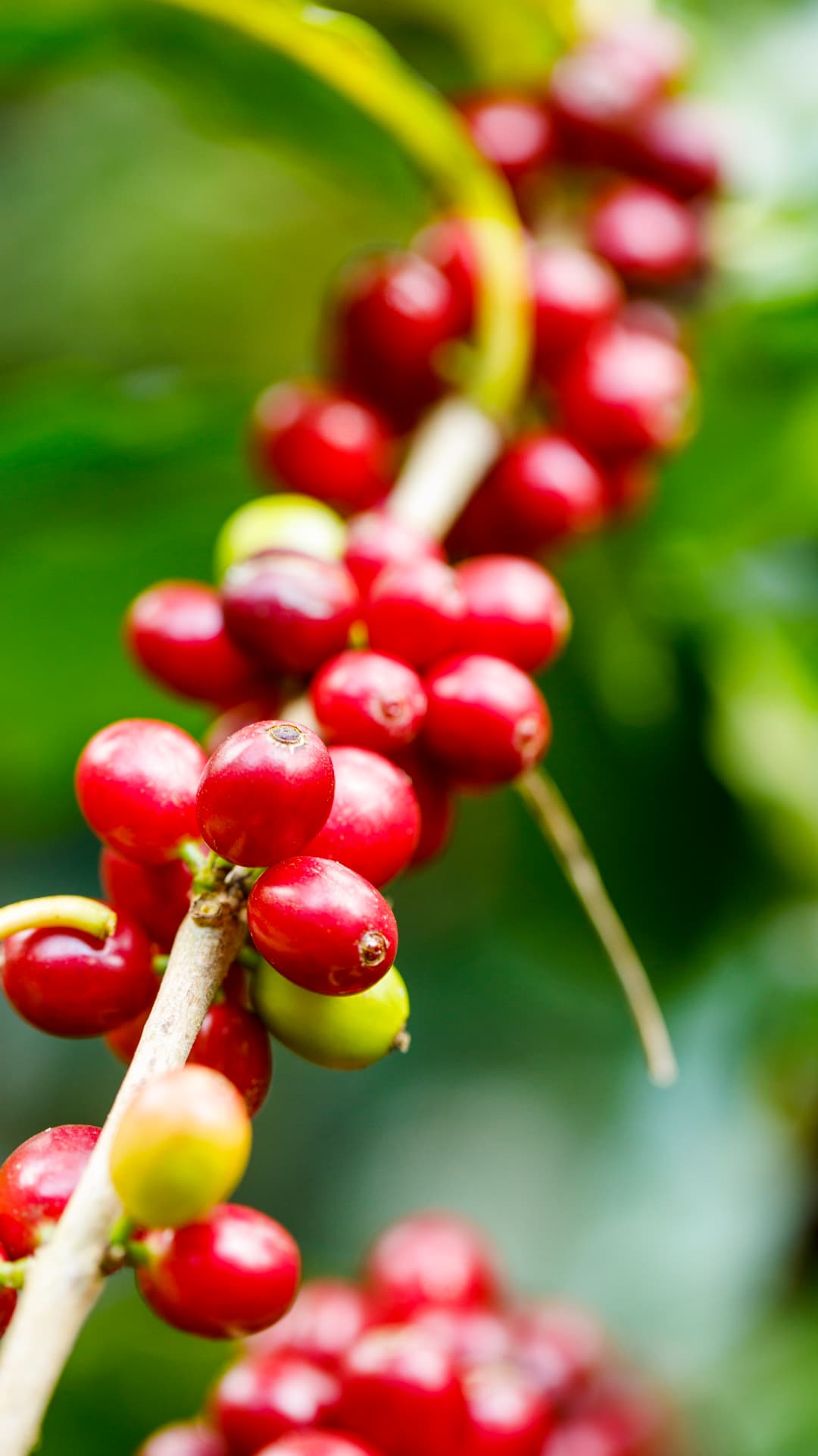 Coffee cherries during a coffee tour in Mindo, Ecuador
