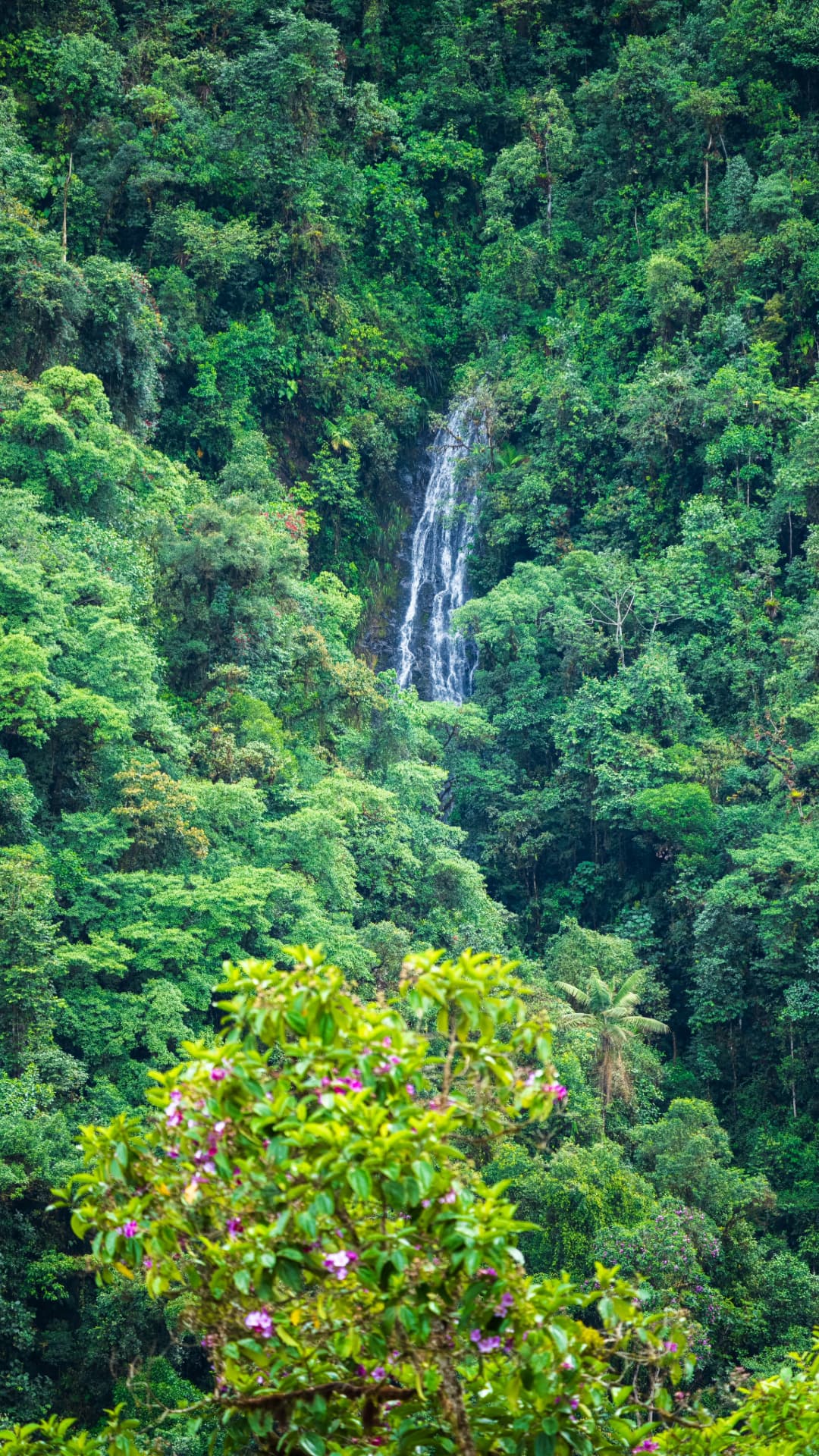 Double Extreme Swing over valley in Mindo Ecuador
