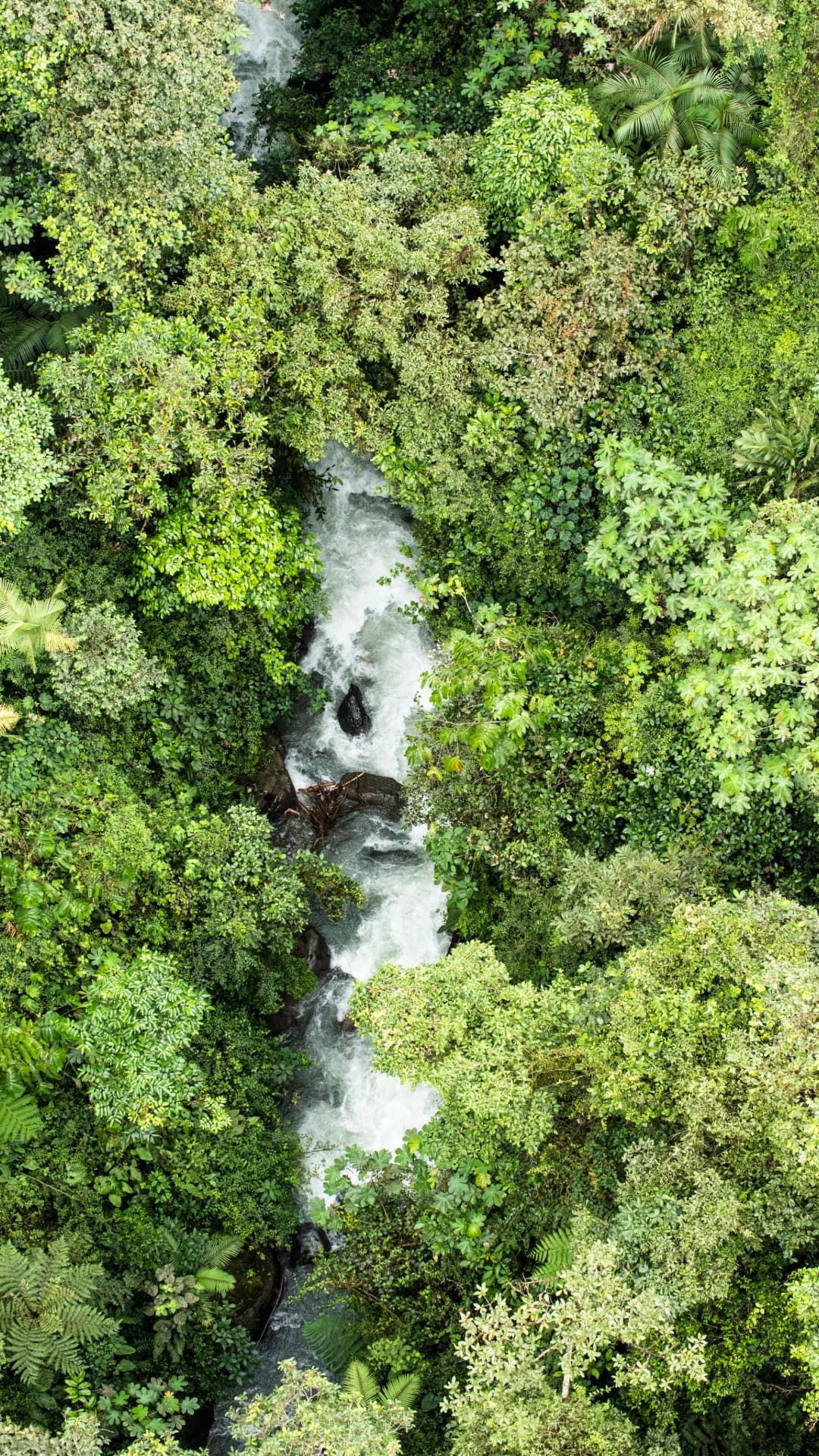 Photo moment on extreme swing in Mindo Ecuador