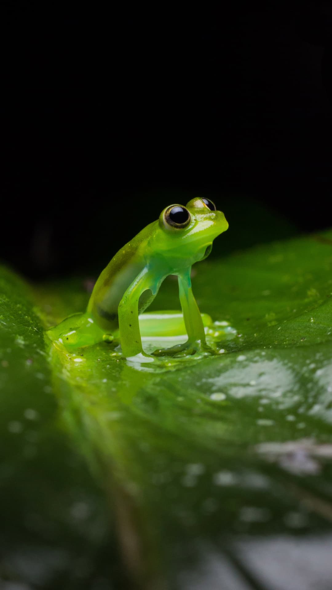 Frog Concert in Mindo, Ecuador