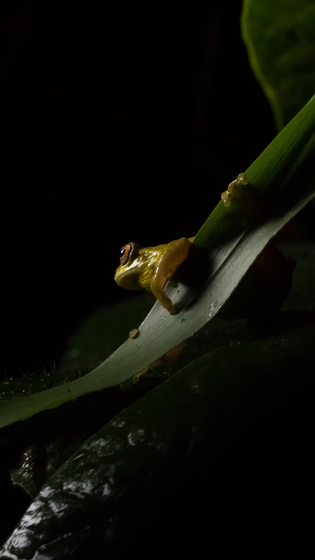 Frog photographed at night in Mindo Ecuador