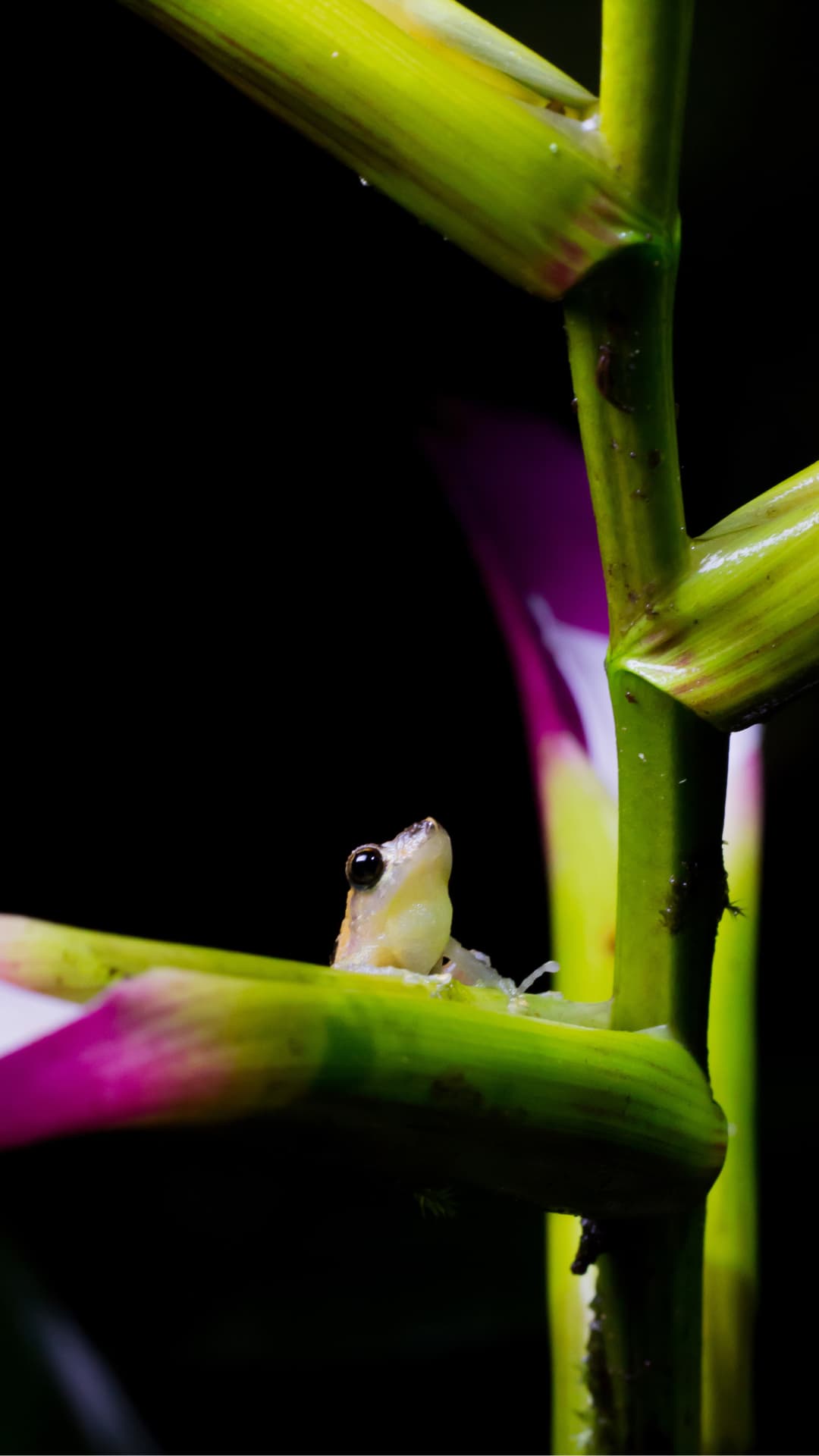 Nocturnal insect during a Frog Concert tour in Mindo Ecuador