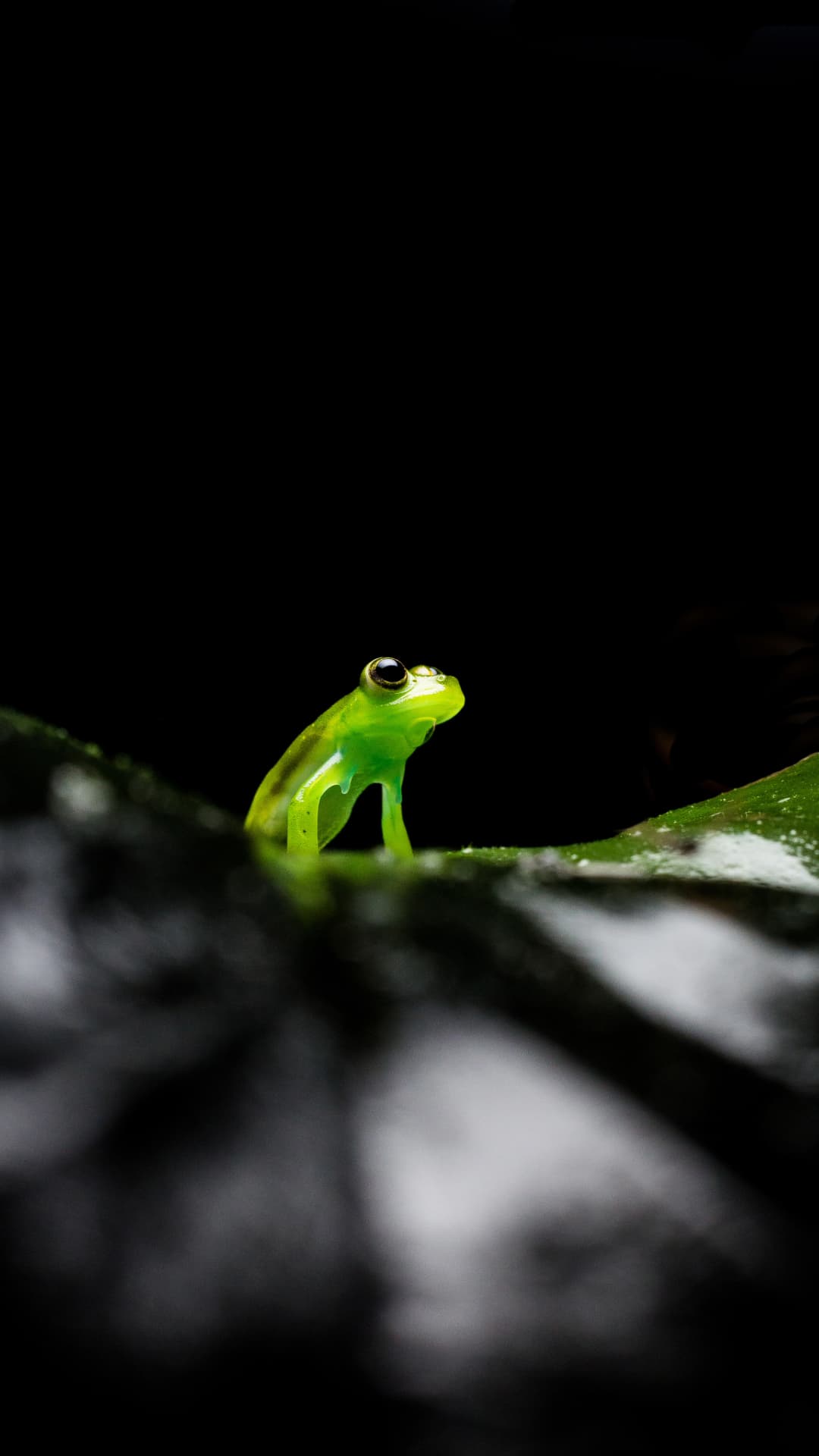 Night wildlife atmosphere during a Frog Concert in Mindo Ecuador