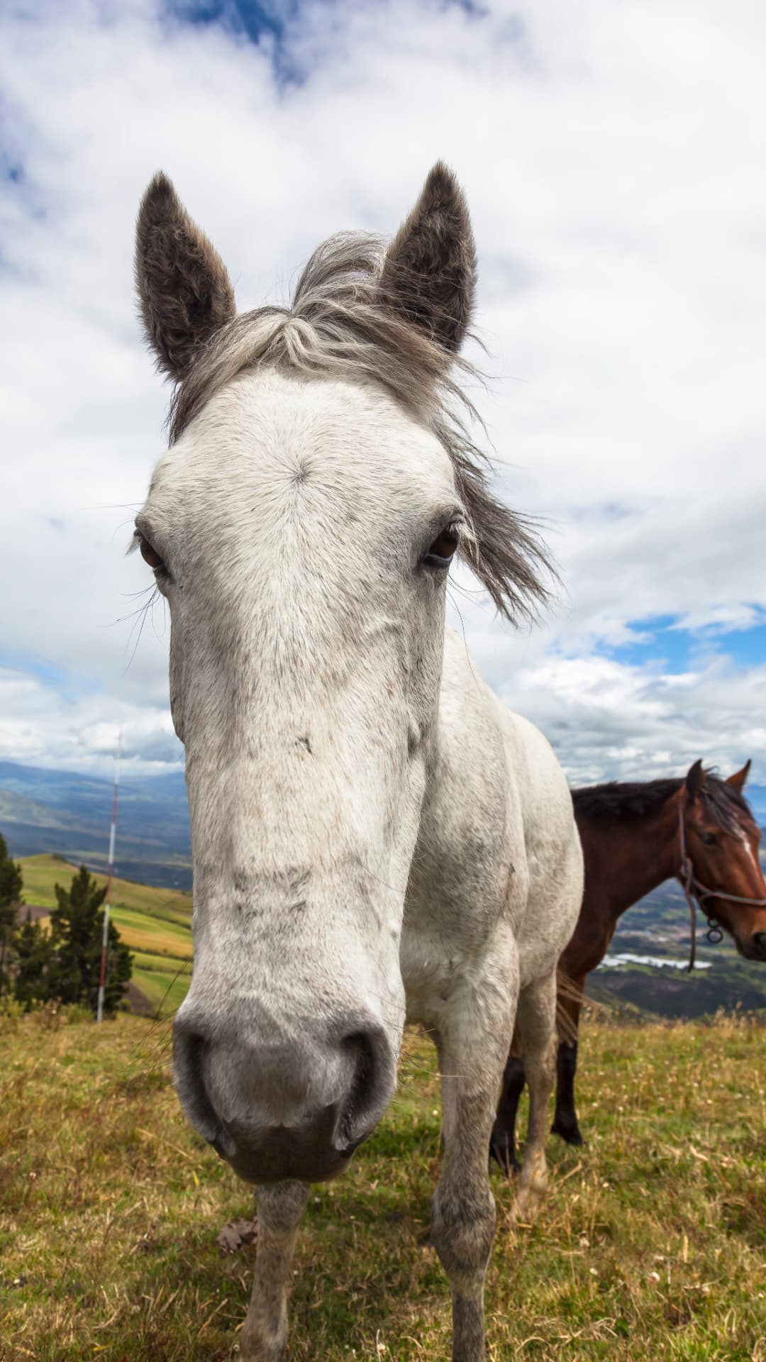 Horseback riding in Mindo, Ecuador