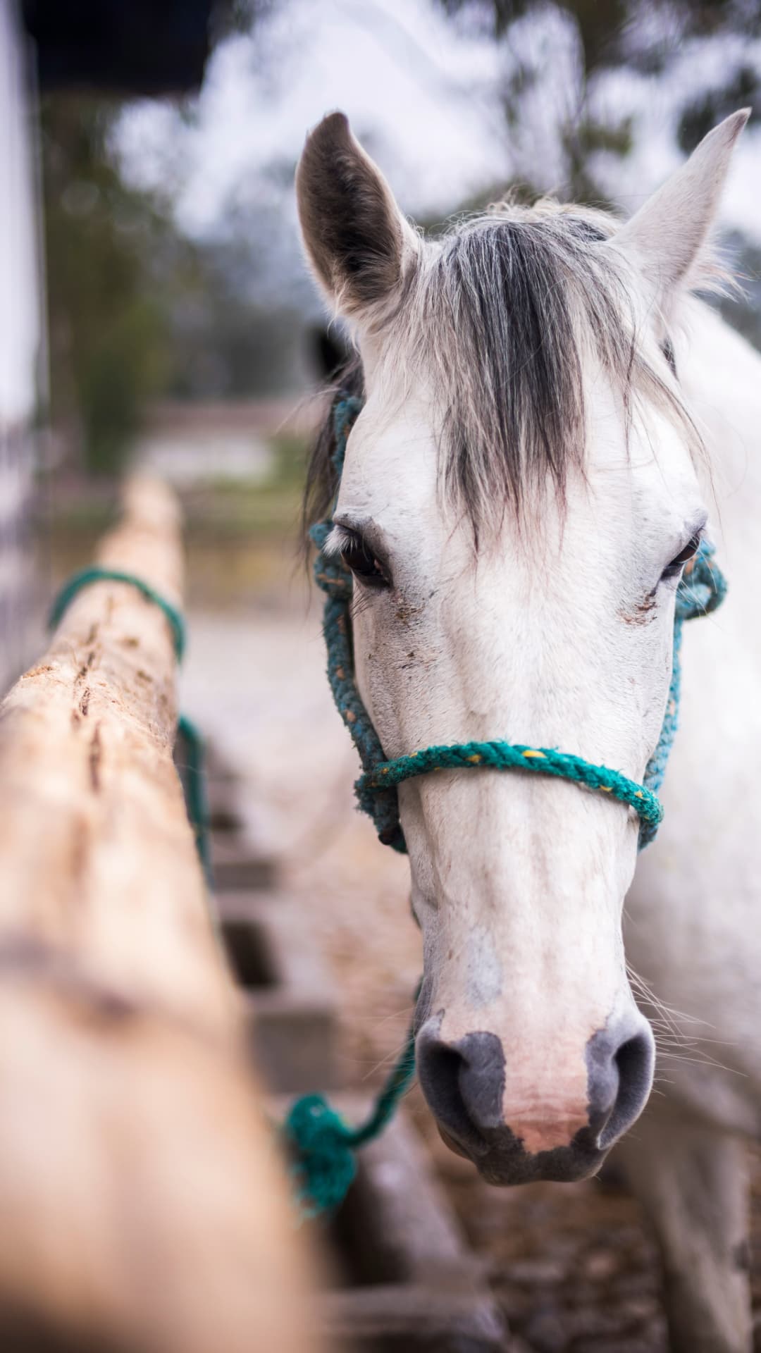 Countryside horseback ride in Mindo Ecuador