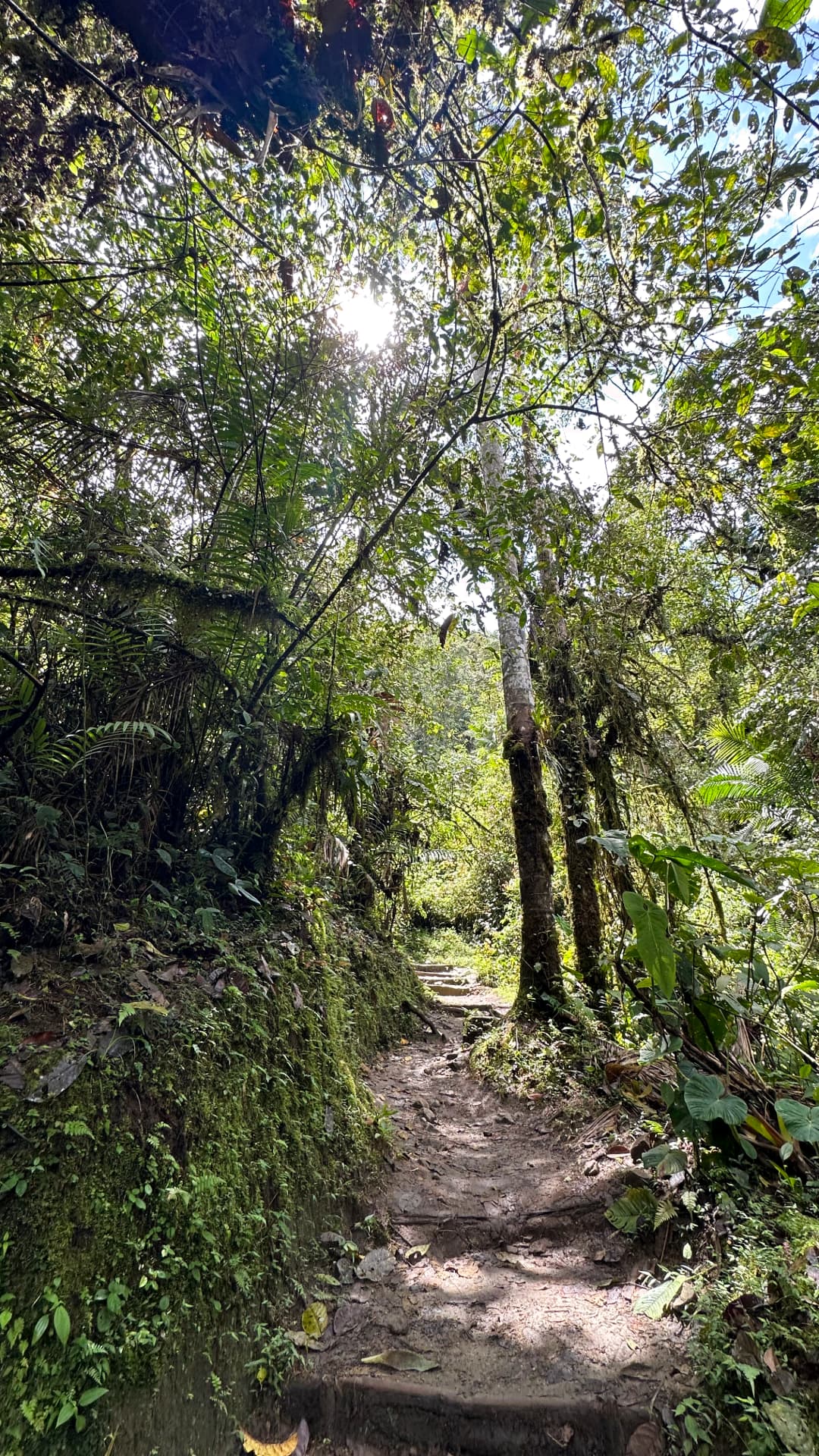 Cloud forest trail in Mindo Ecuador
