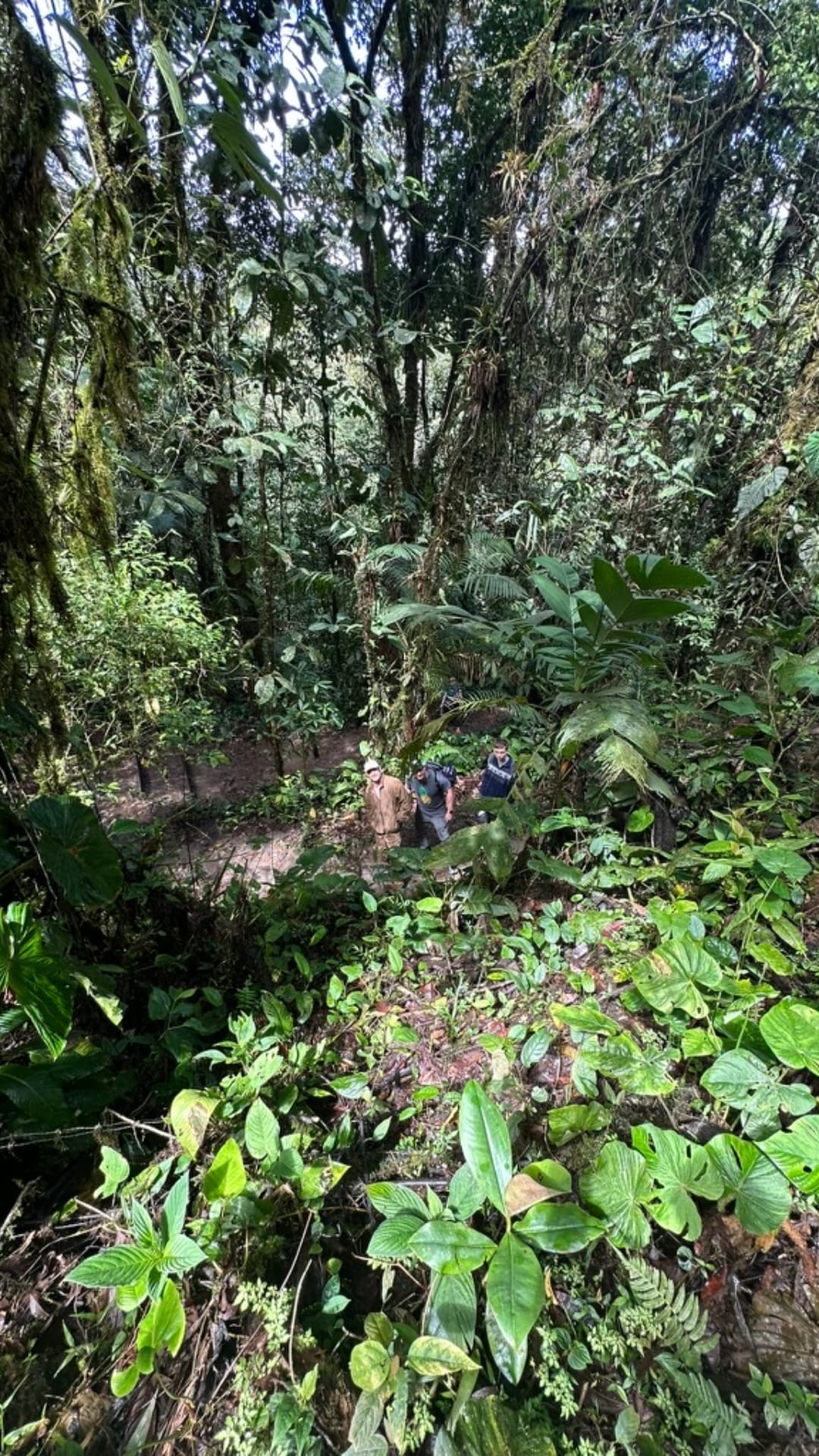 Botany and flora detail in Mindo Ecuador