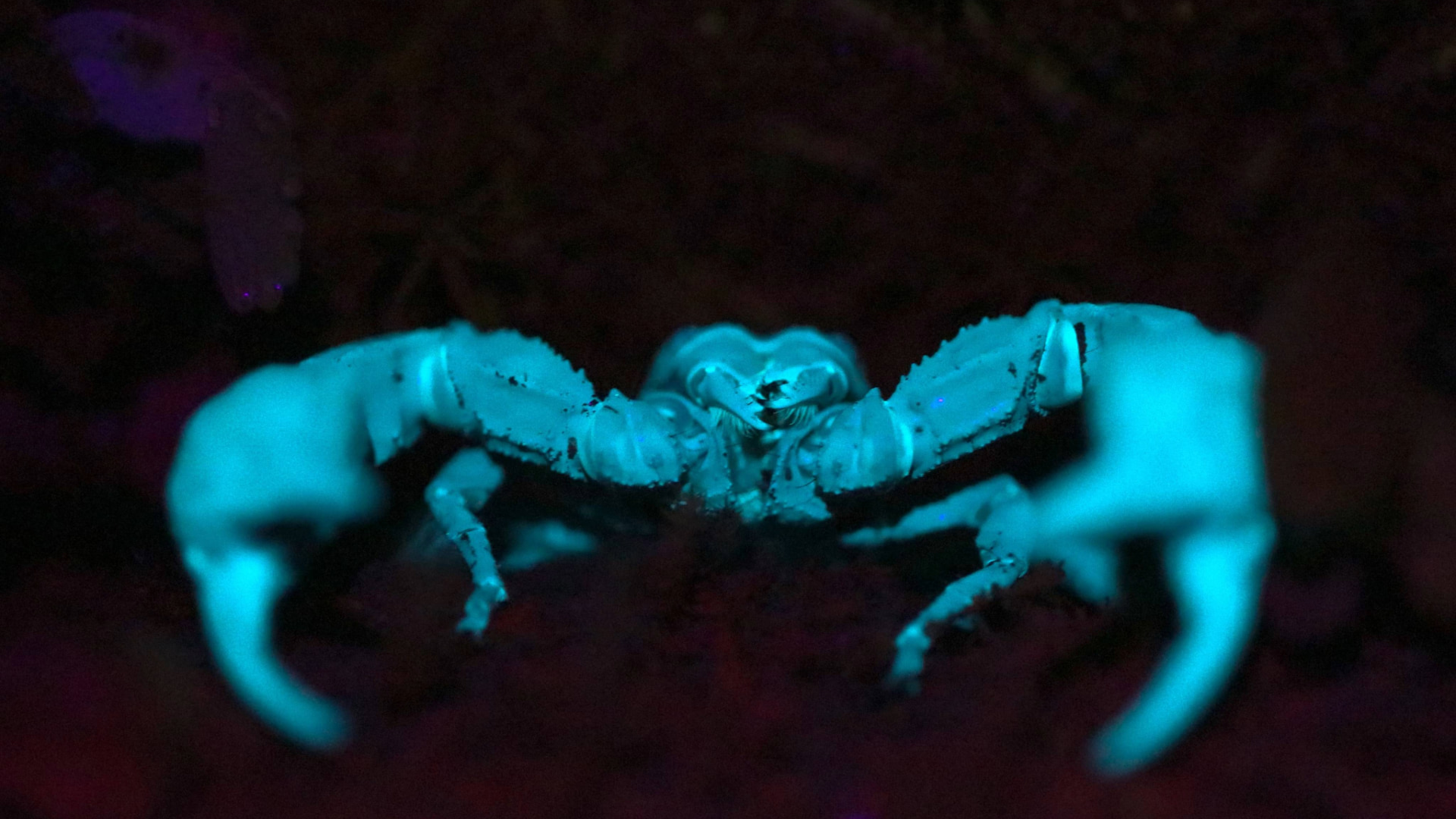 Glowing scorpion during a guided night walk in Mindo, Ecuador