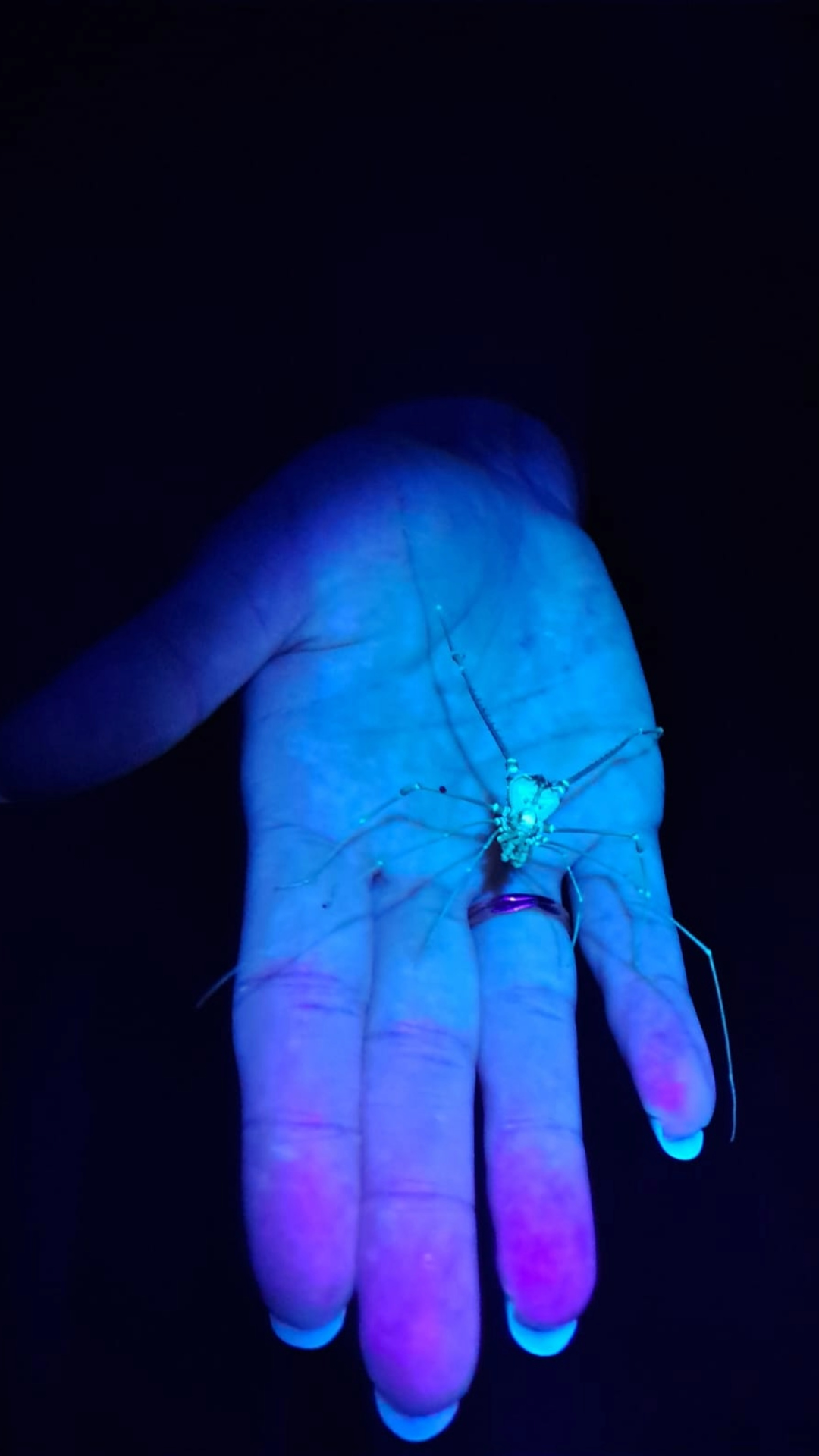 Glowing scorpion during a guided night walk in Mindo Ecuador