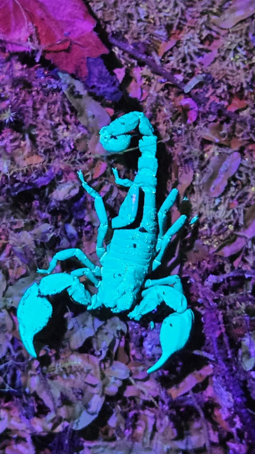 Top view of a glowing scorpion during a night walk in Mindo Ecuador