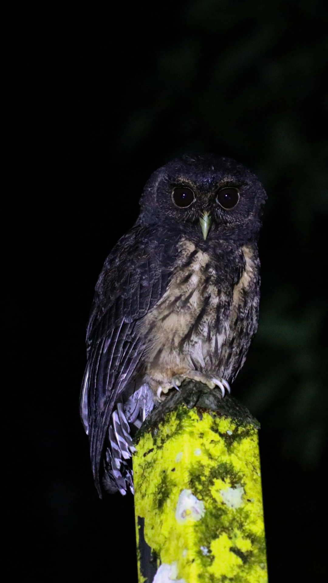 Owl photographed at night during a Mindo Ecuador night walk