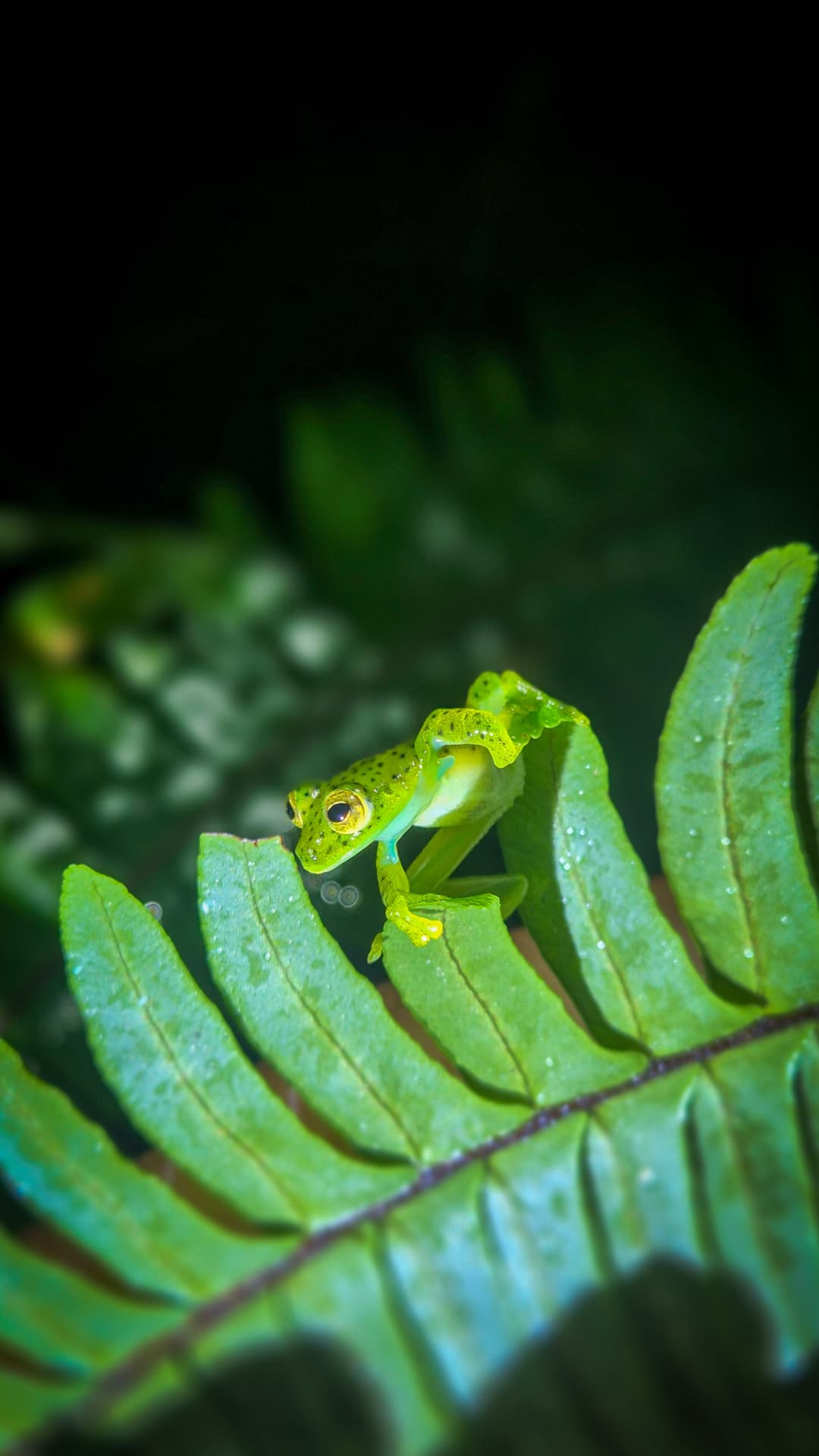 Nocturnal wildlife habitat during a guided night walk in Mindo Ecuador