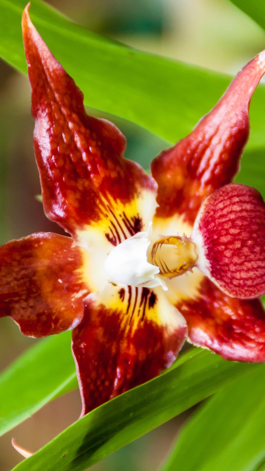 Orchid garden tour in Mindo, Ecuador