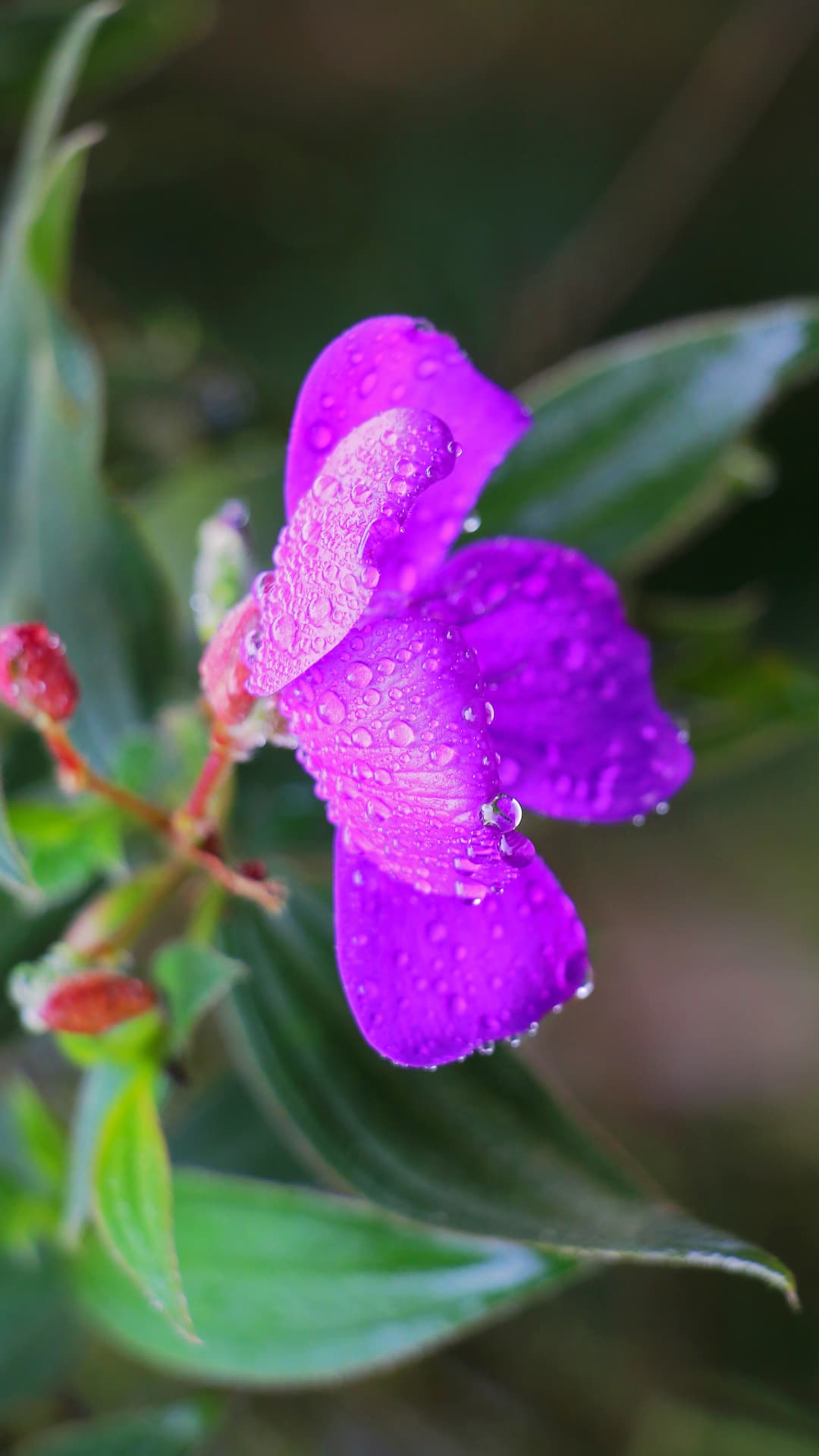 Native orchid bloom in Mindo Ecuador