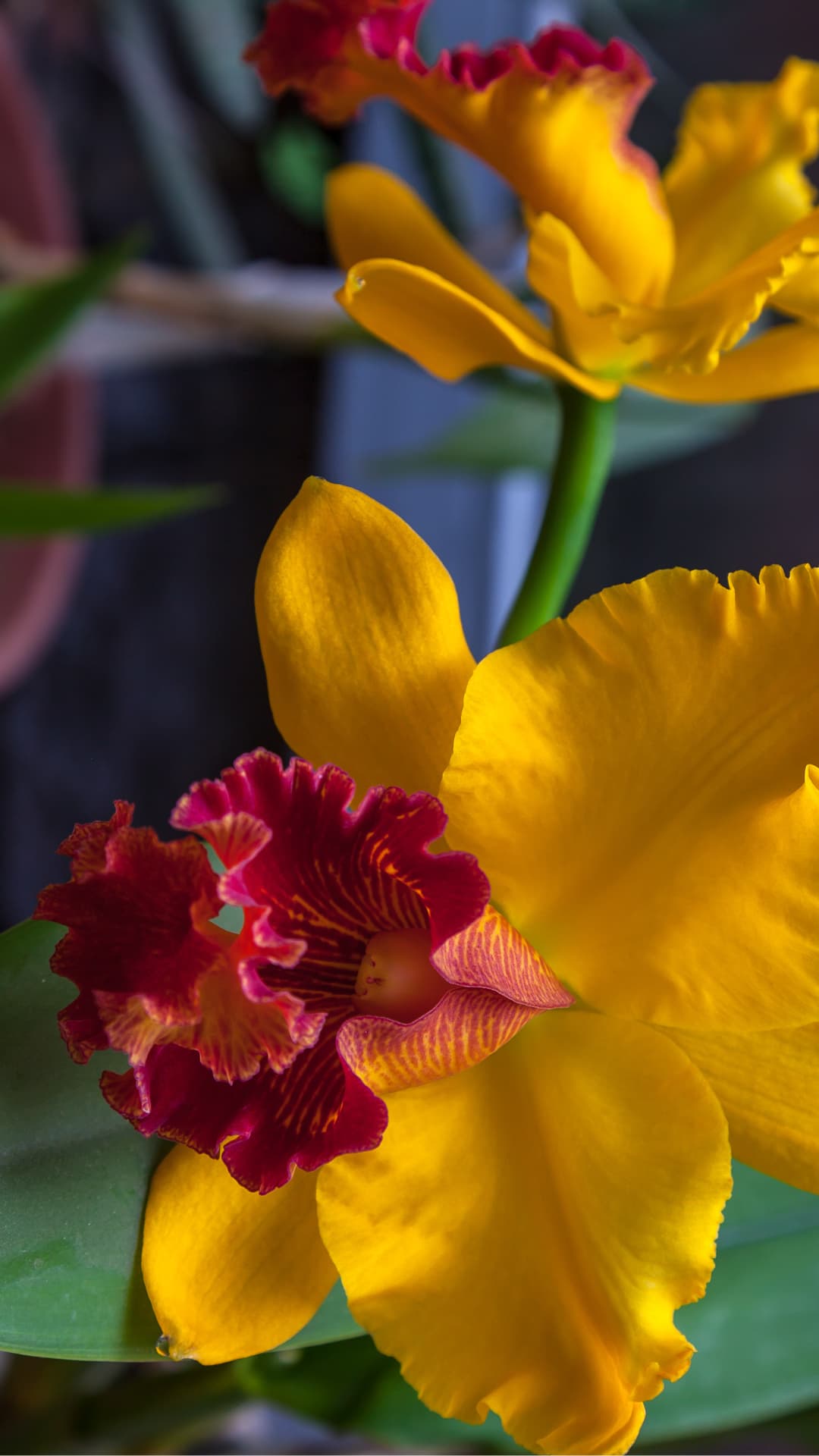 Orchid detail in a Mindo Ecuador garden