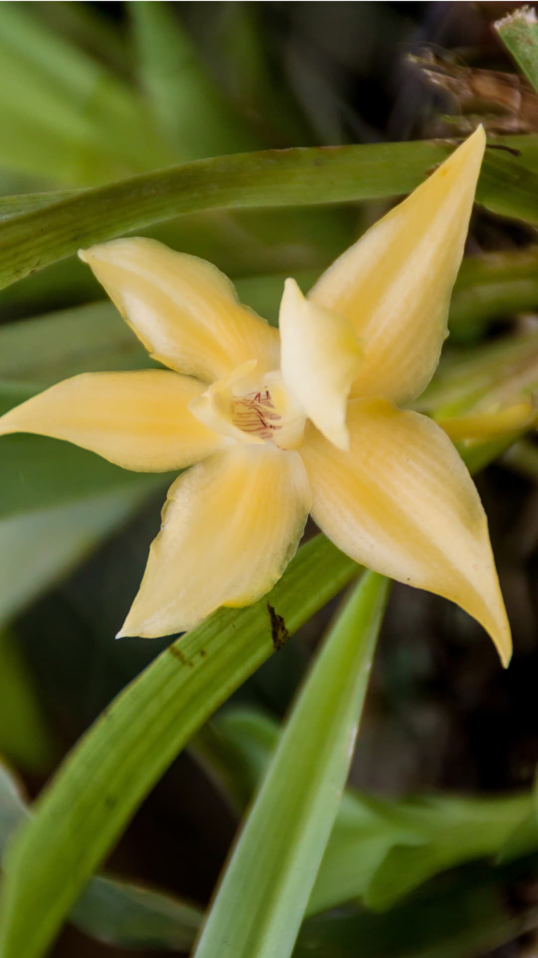 Photo-friendly orchid garden in Mindo Ecuador