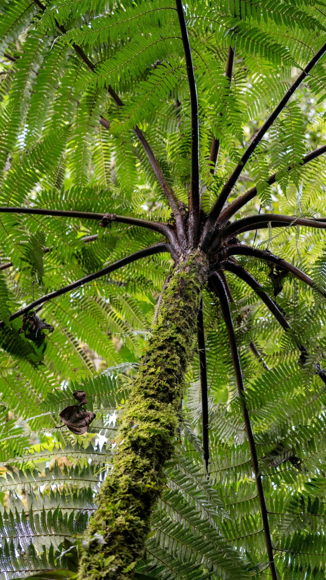 Sky Ride canopy view in Mindo Ecuador