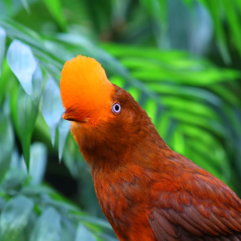 Female Andean Cock-of-the-Rock