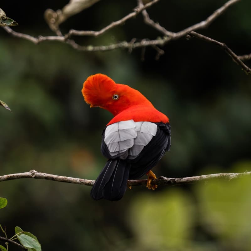 Cloud forest habitat in Mindo